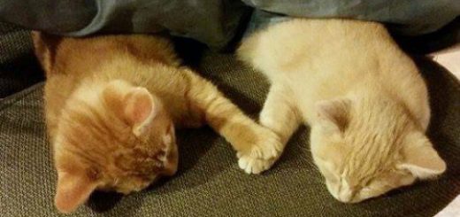 tumblr_ngbq8rNOIA1qewacoo1_r1_500