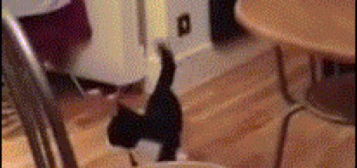 tumblr_ow6vblINQe1rir0h2o1_250