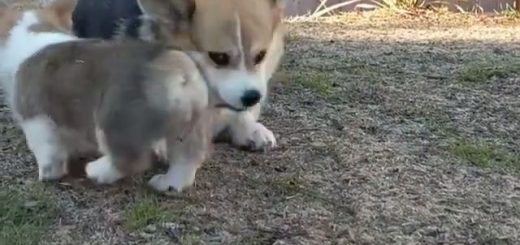 22736152_653586798362814_8499808628893548544_n thumbnail