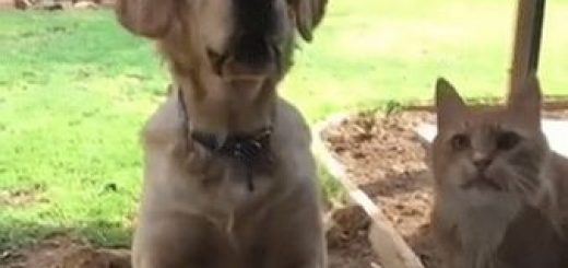 Aaaaahhhhhhhhhhhhhhhh_9c9313_6405243 thumbnail