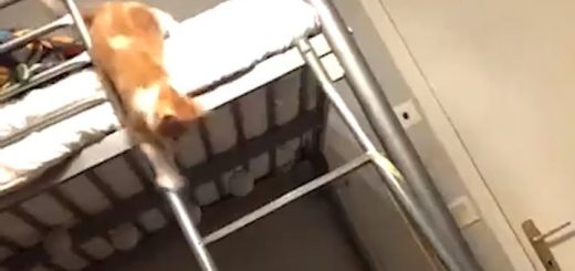 23386453_499886817056961_946542948734992384_n thumbnail