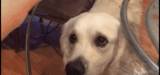 How+to+troll+u+dog_8bedfb_6442035