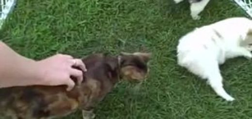 Didnt+know+what+hit+him_cff2fe_6455669 thumbnail