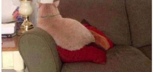 Animals_ae035b_6490773