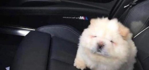 Animals_d62590_6490773