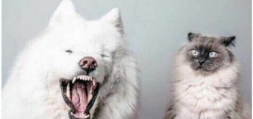 Animals_fa1d48_6490773