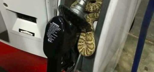 Pictures_c0036d_6542186