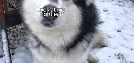 A+good+boy_977f99_6597057