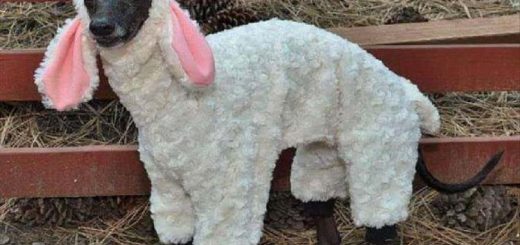 when-there-are-no-dogs-allowed