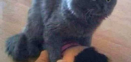 35331224_1646178112146080_7680388199494975488_n