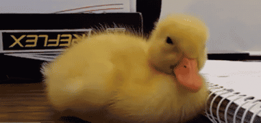 Goodnight+fj_c39fb6_6622920