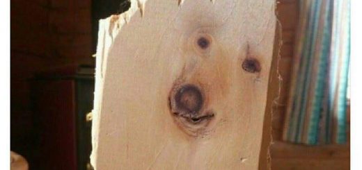 35882140_1659016630862228_7121373196326010880_n