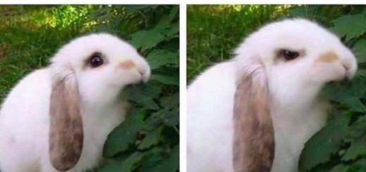 Bitter+bent+locust_3157c2_6653523