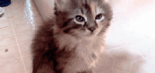 Blank+_cd4970deae54a0c8f7e5d58758eb80df