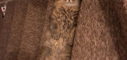 He+also+doubles+up+as+a+step_db319f_6652759