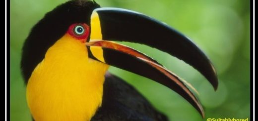 40017137_1706186629508556_5990877232095035392_n