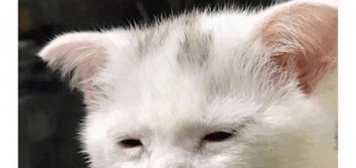 4KtSWSJToxSaLIksj53KyUVs