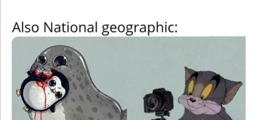 Lopsideddeadtoad_4a94ad_7868533