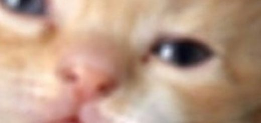 Sobrangguapo_e99e0a_7868837